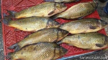 baliq tutmaq: Məhsul sazan Təsvir: - Şəkildə iri ölçülü sazan balıqlarıdır; — 1