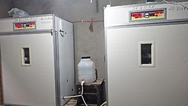 Biznes üçün avadanlıq: Sənaye tipli avtomatik inkubator - Yüksək tutumlu şkaf tipli — 3