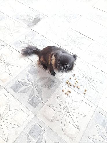 Pekines, 2 il, Dişi lalafo.az -da Pekines, 2 il, Dişi