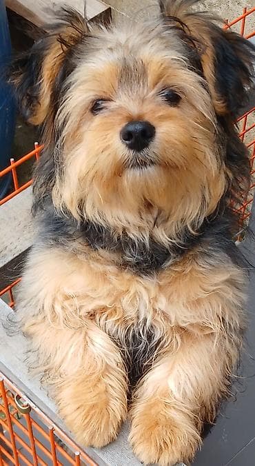 Yorkşir teryer, 5 ay, Erkek, Peyvəndli