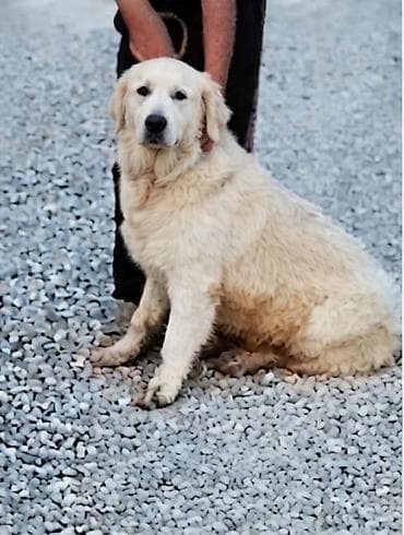 Retriever