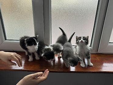 sahibləndirmə: Yaxşı əllərə — 4