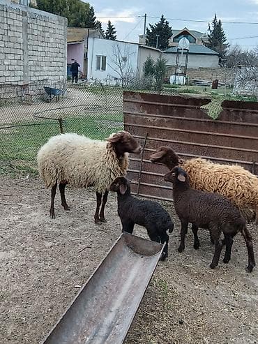 Qazlar: Salam 2 dene Ana baladi. Qirmizi qoyun 1 ci qarnidi disi balaynan .Ag — 3