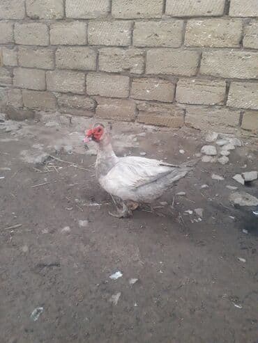 Digər kənd təsərrüfatı heyvanları: Lavanda Macar satilir 1i 50 manat — 6