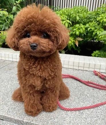 heyvan satişi: Pudel, 7 ay, Dişi, Peyvəndli, Pulsuz çatdırılma — 2