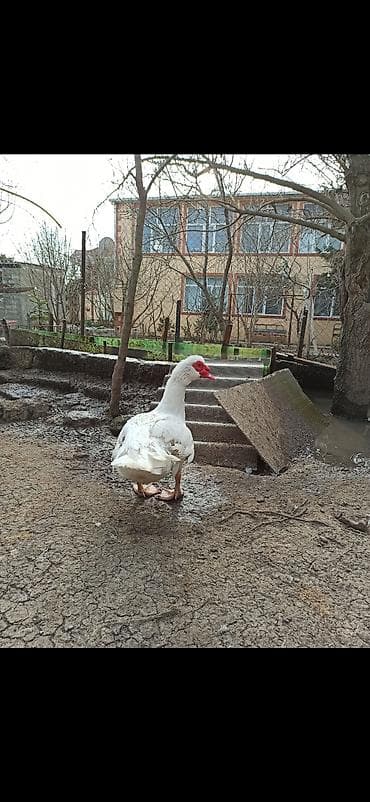 ov itleri satisi: Erkək, | Lal ördək, Ətlik — 3