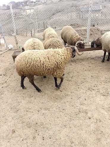 Dölük ətlik toğlu