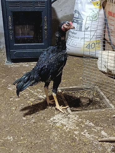 cins keci: Saqlam qara reng toyuq tuk becedi riyal olmayan narhat etmesin yalniz — 3