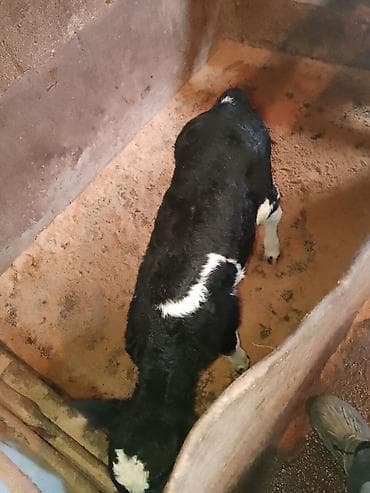 Mal-qara: Dana, buzov, Dişi, Holsteyn, ay: 10, 1 kq, Damazlıq, Ünvandan götürmə — 4