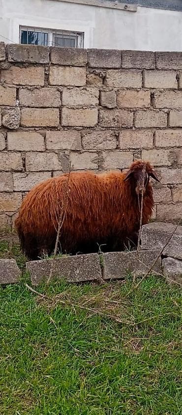 Dovşanlar: Dişi morkaravan cinsi qoyun satılır damazliq 1 il2 ayliqdi ciddi — 4