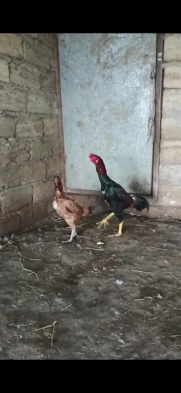 balakən heyvan satisi: SATILIR- HEYRATI - CÜT - 7- AYLIĞDILAR-QİYMƏT CÜTÜNƏ AYİDİR — 3