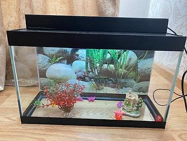 akvarium dekor: Akvaryum dəsti üstünde 2 ədəd filtir isq ve qış ücün su qızdırıcı - — 1