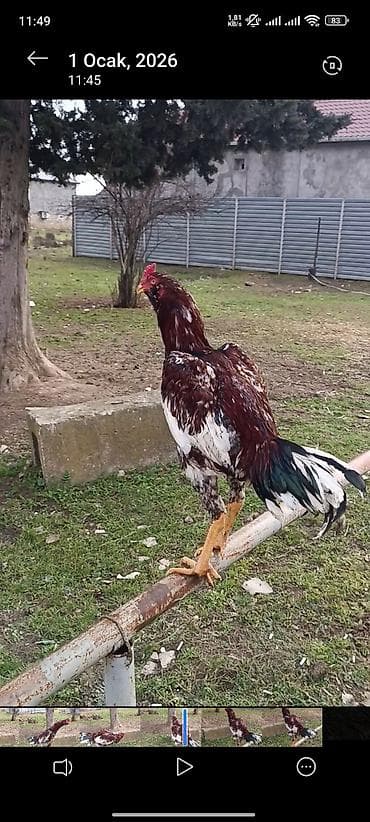 Другие с/х животные: Cins xoruz – uzunsov bədən quruluşu, hündür ayaqlar və güclü boyun — 4