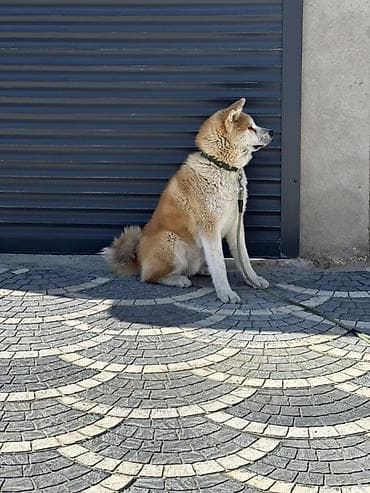 it pulsuz: Akita-inu — 3