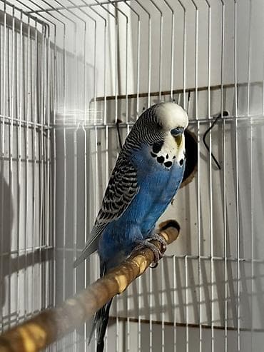 labrador satisi: Bu quşların balaları satılır erkəkləri çexdi dişiləri normal quşdur — 1