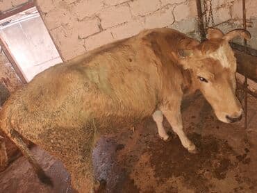 Bentley: .qisir ineyler 2 de kokdu — 2