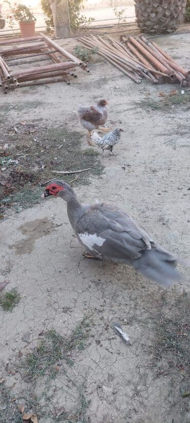 kayuqa ördək: Lavada ordeyleri satılır temiz qadilar — 10