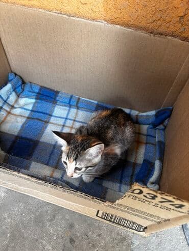 gözəl pişik şəkilləri: Tabbi, Yaxşı əllərə — 3