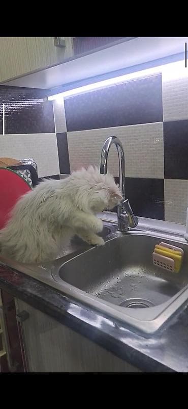 pişiy: Dişidi çütleşdirilir 0702500507 — 6