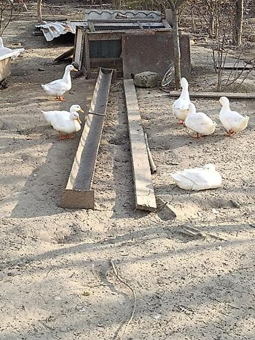 su maymunu: Qaz sürüsü – yerli təsərrüfatda bəslənmiş - Növ: ev qazı (ağ və boz — 9