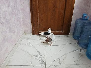 korella quşu: Çəp ağ quyruq cüt erkəy maya tam sağlam heyvanlardı — 1