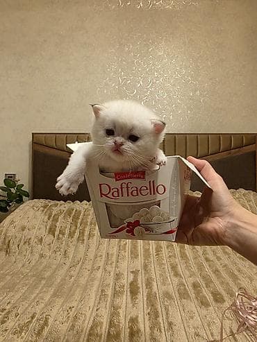 pişik 1 azn: Britan — 6