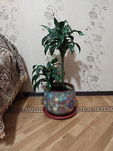 Çox gözəl çox xeyirli və dünyada böyük bioloji dəyərli Dracena