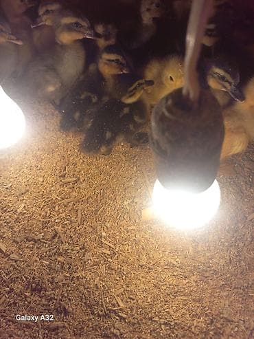 Məhsul: Ördək balaları Təsvir: - Şəkillərdə müxtəlif rəngli (sarı