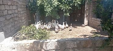 YERLİ VƏ RUSYA SORTU QAZLAR SATILIR . 16 dişi, 8 erkək olmaqla ANAC