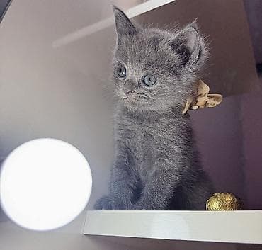 dana heyvan: Britan, Dişi — 6