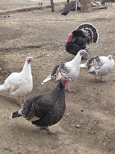 sar quşu: Erkək, Yumurtalıq — 1