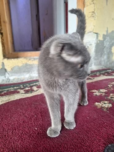 Pişiklər: Şotland yastı qulaq, Dişi, Yaxşı əllərə, Ünvandan götürmə — 6