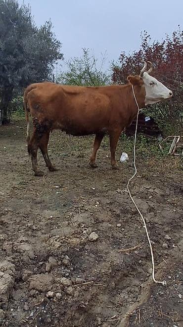 ağdam xoruzu gence: Dişi, il: 6, Damazlıq, Ünvandan götürmə — 5