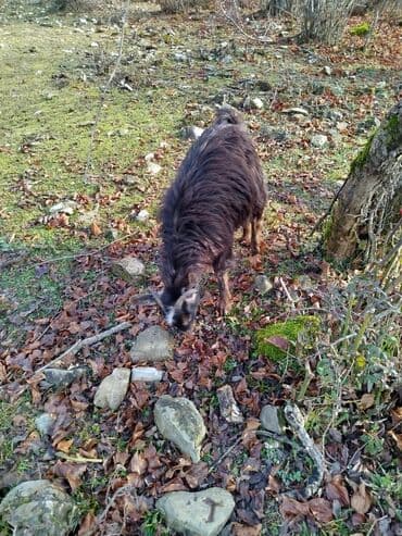 Грызуны: Qara tüklü, qıvrım yunu olan buzuqbuynuz yerli keçi - Rəng: qara — 3