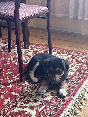 şirin it sekilleri: Alman çoban iti, 2 ay, Peyvəndli — 4