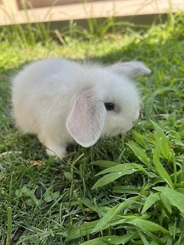 dovşan kamera: Holland Lop balası satılır. ✅ 1 aylıqdır ✅ Safqan Holland Lop ✅ Tam — 2