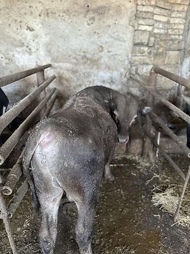 Etlik verilmir narahat etmeyin Erkek Anqus. - Növ: erkək dana (boğa — 6