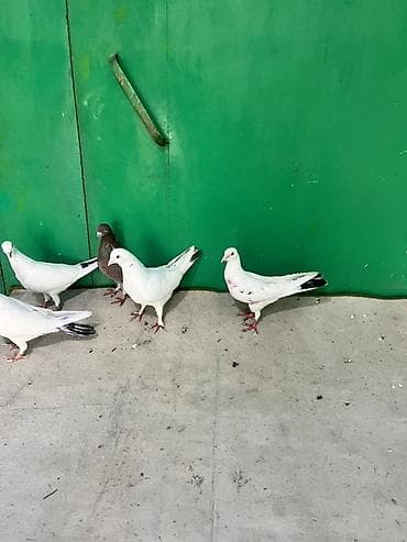 bülbül quşu: Satış: göyərçinlər - Növ: uçucu/ev göyərçinləri - Rənglər: əsasən ağ — 1