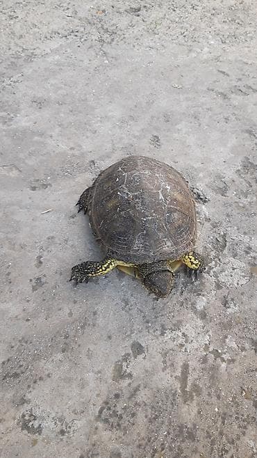 El boydadilar iki novde var oz heyatimda boyuyubler bir edeti