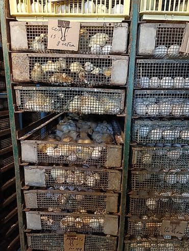 ev itleri balaca: Xarkovlider Brama,ordek pkn, yasilbas ordekyerli sort cuceler — 2