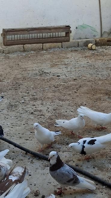 göyərçin şəkli: Məhsul: Fərqli rəng və naxışlarda ev göyərçinləri (kolleksiya və uçuş — 8