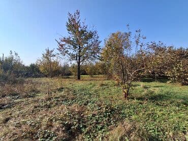 xacmazda satilan heyet evleri: 30 sot, Kənd təsərrüfatı — 5