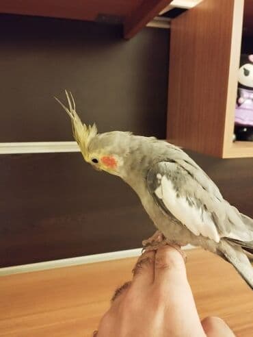 попугай корелла: Satilir. saglam oynagan cut karella. erkek disi 9 ayliqdilar. ev — 2