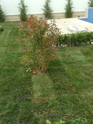 ищу работу садовник на дачу: Salam bağ evlərində, Abyektlərdə parklarda bağban xidməti görülür — 23