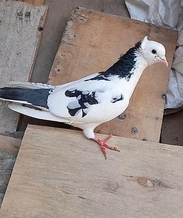 Tutulma erkey 12 tuk