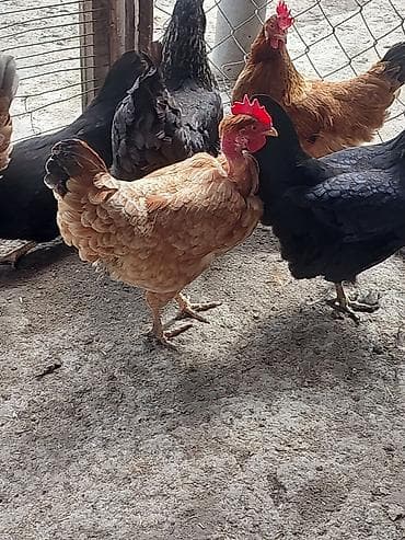 Toyuq, Yumurtalıq, Ödənişli çatdırılma, Ünvandan götürmə