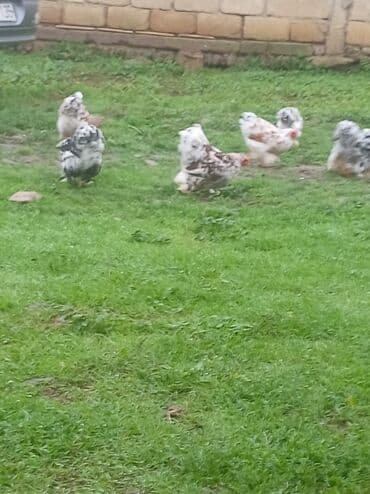 cuce ucun yem qablari: Toyuq cücələri, Damazlıq, Ödənişli çatdırılma — 3