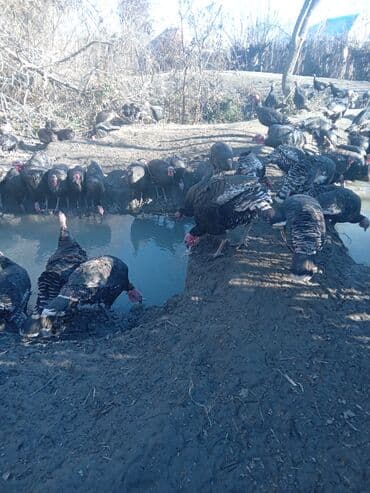 Atlar: Məhsul: Hind quşları (qara rəngli, xüsusi təbii bəsləmə) Təsvir: - — 5