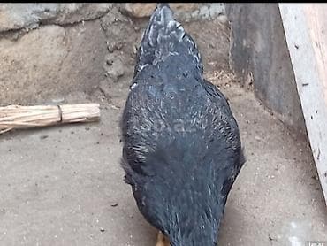 Black Xarkov Salam hərkəsə öz he yetimin heyvandi 10 ayliq di