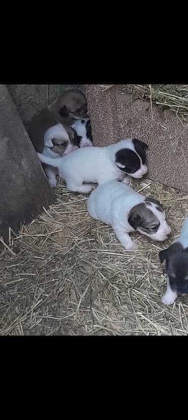 balalı ineylər: Zvonok, 1 ay, Dişi, Ünvandan götürmə — 1